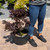 Cotinus coggygria Royal Purple 182345